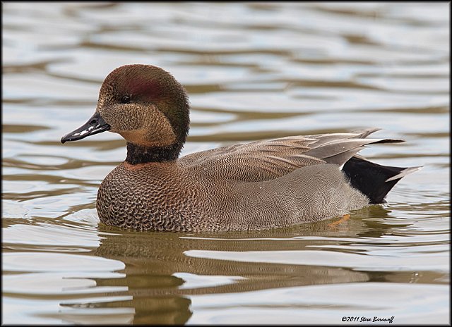 _1SB0419 gadwall drake.jpg